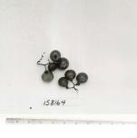Click for 1 image(s) for this accession. FRUIT